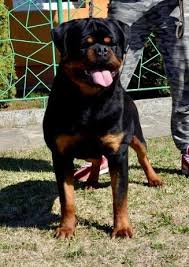 Because of how smart our rottweilers are many become registered. German Rottweiler Puppies Rottweiler Breeder Rottweiler Puppies For Sale In 2021 Rottweiler Dog German Rottweiler Puppies Rottweiler Puppies For Sale