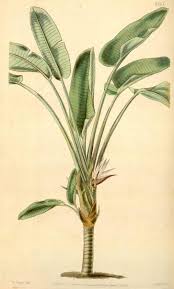 Image result for Strelitzia alba