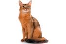 10 Reasons the Somali Cat Is So Spectacular - Catster