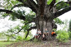 Oak Trees Find images of oak tree. oak trees