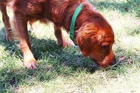 = if testicular cancer or other cancer has spread to other parts of the body. Retained Testicles Can Be Dangerous For Dogs Whole Dog Journal