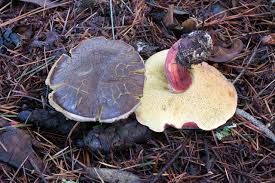 Image result for Xerocomellus diffractus