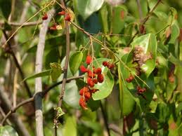 Image result for Agelaea pentagyna