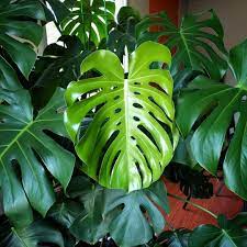 House Plant Journal Monstera Deliciosa Philodendron Plant Philodendron Monstera Monstera Deliciosa