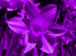 Purple Daffodils Daffodil Flower Daffodils Flowering Shrubs