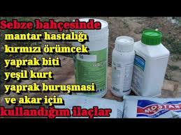 Sebzede Mantar Hastaligi Yaprak Biti Kirmizi Orumcek Yesil Kurt Ve Burusma Icin Kullandigim Ilaclar 2020 Organik Bahcecilik Fikirleri Sebzeler Organik Bahcecilik
