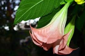 When people see their first angel trumpet, they are awed by the giant 10in long exotic. Brugmansia Angel S Trumpet Napa Master Gardener Column Anr Blogs
