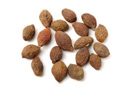 Image result for Sterculia schliebenii