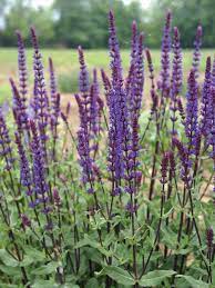 Salvia Caradonna Bluestone Perennials