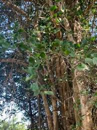 Image result for Balanites maughamii