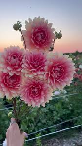 Image result for Dahlia sp. (cultivar)