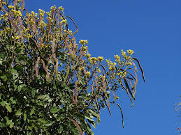 Image result for Senna siamea