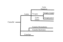 Camelidae Wikipedia