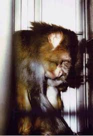 Jun 23, 2020 · read the latest persons who are apor and related guidelines here. Petition Stoppa Djurforsoken Pa Apor Change Org