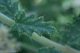 Image result for Blotiella sinuata