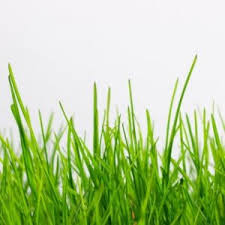 Is It Normal For Dogs To Eat Grass Healthy Or Harmful