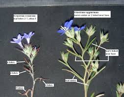 Image result for Polemoniaceae