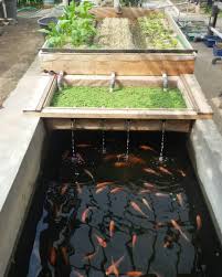 Indmira On Instagram Bercocok Tanam Sembari Memelihara Ikan Bisa Banget Sobat Teknik Ini Bernama Aquaponic Jadi Tanaman Bis Hidroponik Aquaponics Tanaman