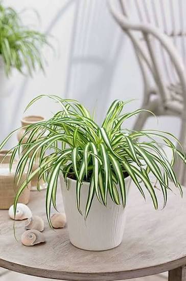 Spider Plant