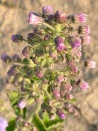 Image result for Blumea axillaris