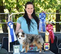 Have been breeding toy and miniature australian shepherd dogs (toy aussies, mini aussies), a smaller city sized version of the australian shepherd with the looks, intelligence and loyalty, for over 20 years. Shooting Stars Ranch Toy And Mini Aussies Puppies For Sale