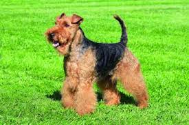 Want to buy a puppy? Welsh Terrier Dog Breed Profile Petfinder