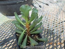 Feel free to use a light whipped topping on this pie and either a purchased or homemade graham cracker crust. Cactus And Succulents Forum Need Help With A Adromischus Cristatus Key Lime Pie Garden Org