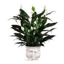 Hindus hold a funeral service on the day of death,before the sun goes down if possible. Sending Sympathy Bouquets What Sympathy Flowers To Send