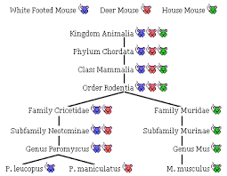 House Mouse Facts Other Species Of Mice