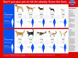 Dog Cat Nutritional Counseling East Bay Animal Hospital