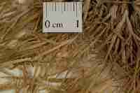 Image result for Cynodon incompletus