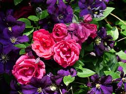 We did not find results for: Royalty Free Clematis Ascotiensis Photos Free Download Pxfuel