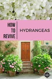 How To Revive Hydrangeas Gardening Channel Growing Hydrangeas Hydrangea Garden Flower Garden
