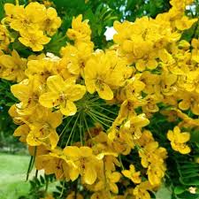 Image result for Cassia thyrsoidea