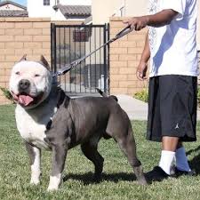 Pinterest Lovelyladyluee Pitbulls Bully Breeds Dogs Xl Pitbull