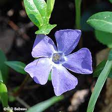 We did not find results for: Running Myrtle Common Periwinkle Vinca Minor L