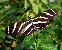15 Mariposas Que Nos Dejaron Sin Aliento Con Su Encantadora Belleza