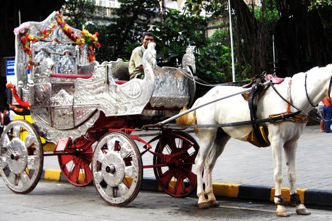 Bombay High Court bans Mumbai's 'cruel and dangerous' horse-drawn carriages | South China Morning Post