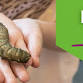 Summer Event Series: Insect Day