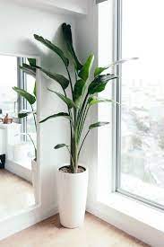 30 Newest Indoor Plants Decor Ideas For Your Apartment Living Room Plants House Plants Indoor Birds Of Paradise Plant