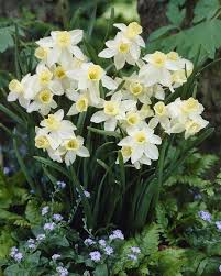 This Lovely Daffodil Has White Petals And A Yellow Cup That Ages To Cream White Narcissus Sailboat Is A Delightful Narcissus Daffodils Spring Flowering Bulbs