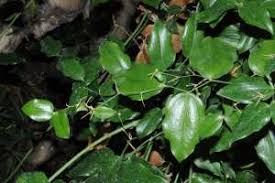Image result for Behnia reticulata