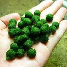Pin By Hyapitaya On Moss Terrariums And Marimo Moss Balls Aquatic Plants Aquarium Grass Aquatic Plant Seeds