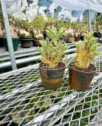 Image result for Pachypodium saundersii