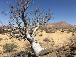 Image result for Berchemia discolor