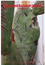 Prickly pear cactus — or also known as nopal, opuntia and other names — is promoted for treating diabetes, high cholesterol, obesity and hangovers. Pdf Opuntia Fragilis In Wisconsin