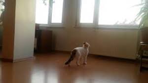 Havada Ucan Sinegi Yakalayan Kedi Youtube