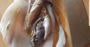 So, squid is halal (allowed) for muslims to eat it. Ntuc Fairprice Apologises To Lady Who Complained Squid Contains Half Digested Fish Mothership Sg News From Singapore Asia And Around The World