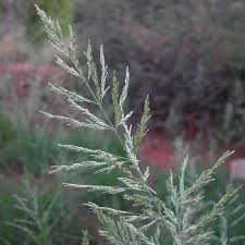 Image result for Eragrostis gummiflua