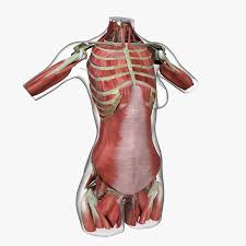 Their main function is contractibility. Muscle Anatomy Female Torso 3d Model 249 Ma Obj Fbx Free3d